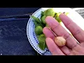 Update - How to Eat and Grow Guinep Quenepa