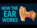 How the Human Ear Works Structure Parts Sound Pathway Explained