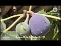 Do you know the fig beetle