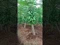 Download Lagu rapihkan drainase jelang musim hujan agar tanaman tetap sehat. #petanipepaya #papayafarming