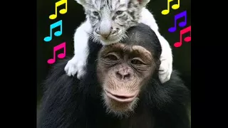 نغمة رسائل مضحكة جدا      دندنها