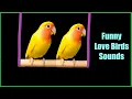 Download Lagu Love birds chirping sounds for lovebirds | Funny love birds