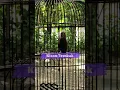 Download Lagu Suara Burung Emprit Kaji Isian Kenari Roll Tembak Panjang | Kicau Tembak #shorts