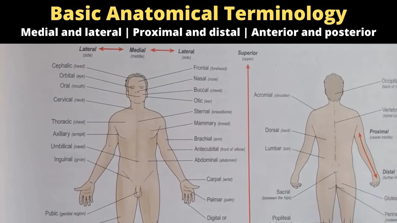 Basic anatomical terminology | Medial and lateral | Proximal and distal | Anterior and posterior