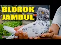 Download Lagu REVIEW MERPATI BLOROK JAMBUL
