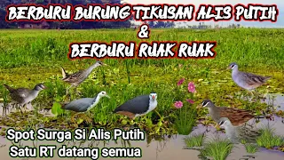 Download Berburu Burung Tikusan Alis Putih//RuakRuak Spot Surga Si Alis Putih Satu RT Datang Semua MP3