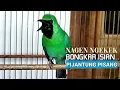 Download Lagu JAMBUL Nembak Cucak Ijo Emosi - Bongkar Isian Gereja PIJANTUNG PISANG Kapas Tembak