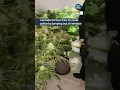 Download Lagu Cannabis farmer tries to avoid police by jumping out of window