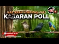 Download Lagu Full Kasaran Cucak Cungkok Super Gacor Vs Cucak Jenggot Beset Breen Grejaan vs Srigunting Abu Gacor