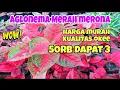 Download Lagu AGLONEMA SEKARANG SUDAH MURAH 50rb dapat 3  TANIAN SENDIRI !!! TERBARU AGLONEMA MURAH