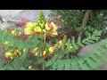 Download Lagu Caesalpinia/Paradiesvogelstrauch blüht