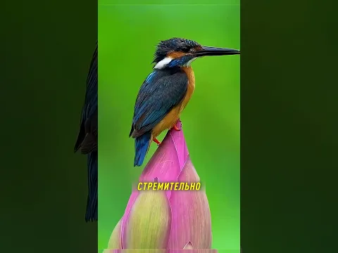 Опасность которой зимородок не ожидал 😱