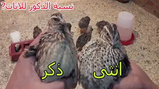 معرفة الذكر من الانثى في السمان 
