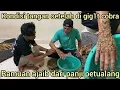 Download Lagu KONDISI TANGAN AMAR PD SETELAH DI GIG1T ULAR COBRA,PAKAI RAMUAN DARI PANJI PETUALANG