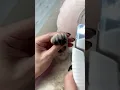 Download Lagu How to trim cat claws 💅🏼
