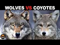 What Is The Difference Between Wolves And Coyotes