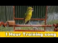 Download Lagu Greensinger mule singing | Canario de Mozambique | Yellowfronted finch | Best Serinus Mozambik Gacor