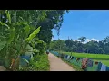 Download Lagu I was fascinated by the rural environment of South Balla. Zakiganj, Sylhet.