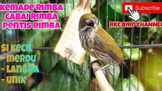 masteran unik pentis raja kemade rimba cabean rimba pancingan emosi burung