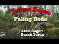 Download Lagu SUARA PIKAT SOGON RIBUT MENJERIT PALING BEDA