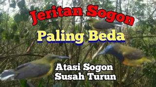 suara pikat sogon ribut menjerit paling beda