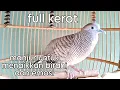 Download Lagu Pancingan perkutut full kerot manjur untuk menaikan birahi dan emosi