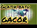 Download Lagu glatik batu gacor dor
