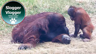 Orangutan Youngster Joe Tries to Wrestle Jim But Dad Holds His Leg Ep. 4/5