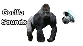 Gorilla Sound Effects Roar Grunt L NO COPYRIGHT 