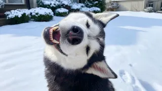 Hilarious Dogs Can't Help Themselves Meeting SNOW for the First Time 🤣❄️