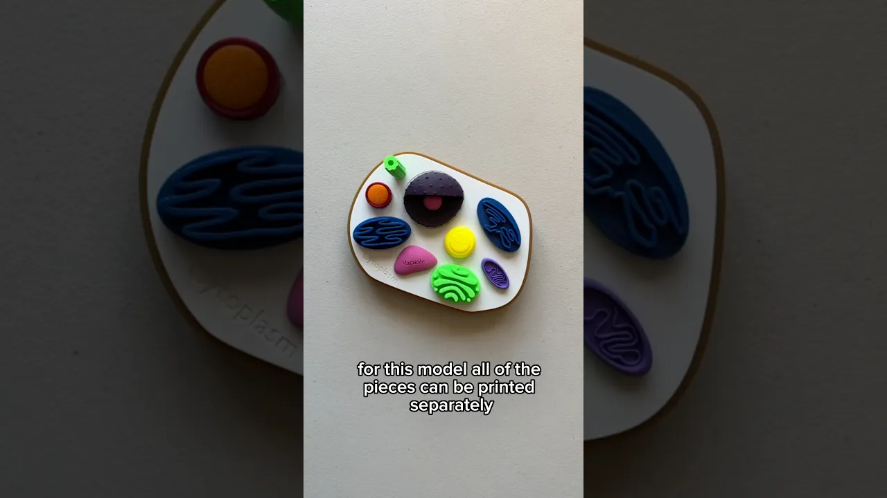 Animal Cell Model w/labels video thumbnail