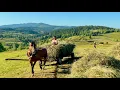 Download Lagu The real rhythm of simple rural life in the Carpathian Mountains