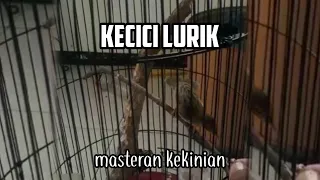 Download pancingan suara kecici lurik masteran terbaik MP3