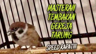 masteran tembakan burung gereja tarung speed rapat suara jernih durasi panjang kicautembak
