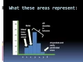Digital imaging processing Analyzing the Histogram