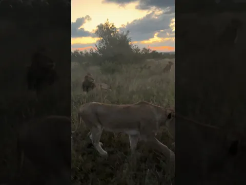 Surrounded by Hunting Lions!