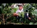 Download Lagu Colombia. Armenia, koffiebonen plukken.