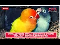 Download Lagu SUARA LOVEBIRD JANTAN BIRAHI TINGGI || TERAPI MENAIKAN BIRAHI LOVEBIRD BETINA