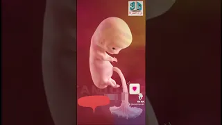 الجنين الحمل سبحان الله مراحل نمو الجنين 