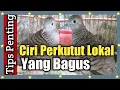 Download Lagu 20 Ciri Ciri Perkutut Lokal Yang Bagus