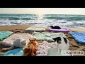 Download Lagu The UCB - Mr  Buds Beach Blanket (official music video)