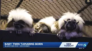 Blank Park Zoo celebrates birth of twin cotton-top tamarins