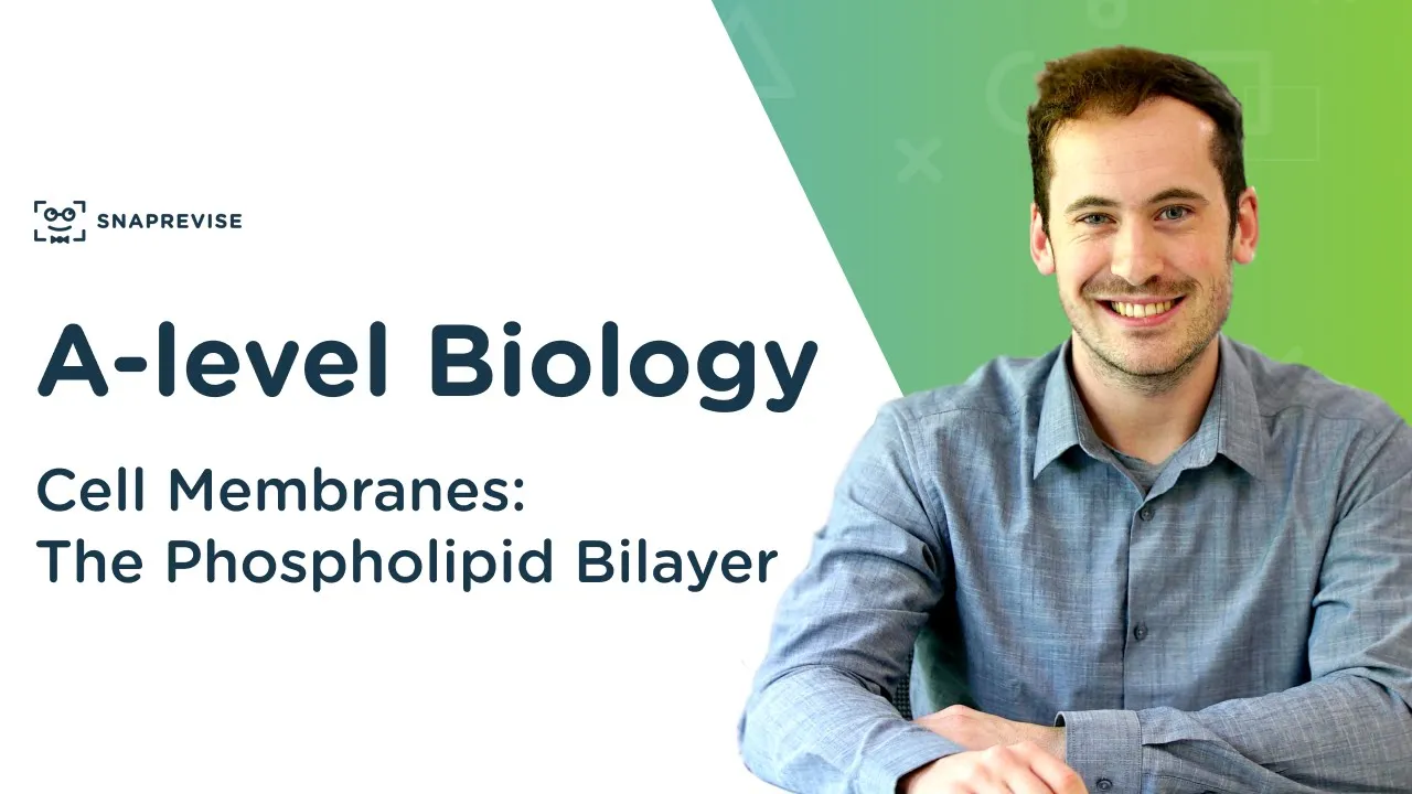 Cell Membranes: The Phospholipid Bilayer | A-level Biology | OCR, AQA, Edexcel