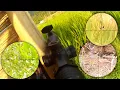 Download Lagu TIGER POMPING HUNTING RUAK-RUAK \u0026 PUYUH ❗ BONUS EMPRIT JUMBO❗❗