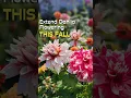 Download Lagu How To Make Your Dahlias Bloom Longer #shorts #dahlias