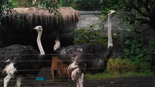 Download Suara Burung Onta Sedang Birahi | The sound of an ostrich in heat | 0136 MP3
