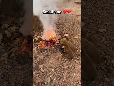 Small one❤️❤️ #ytshorts #doggielife #pets #petlover