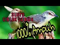 Download Lagu Suara pikat ciblek sawah /prenjak sawah/prenjak alang alang