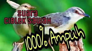 Download Suara pikat ciblek sawah /prenjak sawah/prenjak alang alang MP3