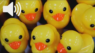 Duck Toy Sound Effect 1H